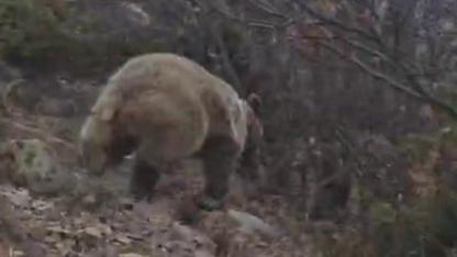 Kuş Gözlemi İçin Çıktığı Arazide Ayı İle Karşı Karşıya Kaldı... Korku Dolu Anlar Kamerada