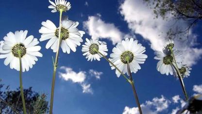 Cemreler Ne Zaman Düşecek? İlk Cemre Düştü Mü?