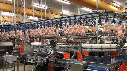 Tavuk Eti İhracatı Durduruldu: Ticaret Bakanlığı Bugünden İtibaren Tavuk Eti İhracatını Durdurduğunu Açıkladı!