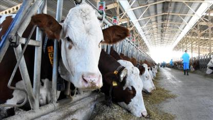 2025’te Hayvancılıkta Artış Yaşandı: Büyükbaş ve Küçükbaş Hayvan Sayısı Yükseldi