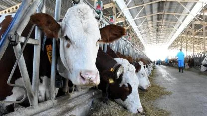 2025’te Hayvancılıkta Artış Yaşandı: Büyükbaş ve Küçükbaş Hayvan Sayısı Yükseldi