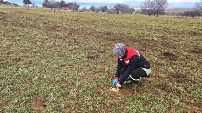 Afyonkarahisar’da Hububat ve Haşhaş Tarlalarında Kontroller Sürüyor
