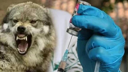 İstanbul’da Kuduz Tartışması: Valilik Vaka Yok Dedi 2025 Verileri 123 Bin Riskli Teması Gösterdi!