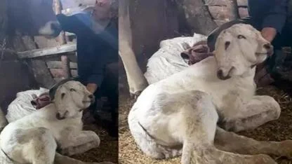 Erzurum’da Çift Başlı Buzağı Dünyaya Geldi