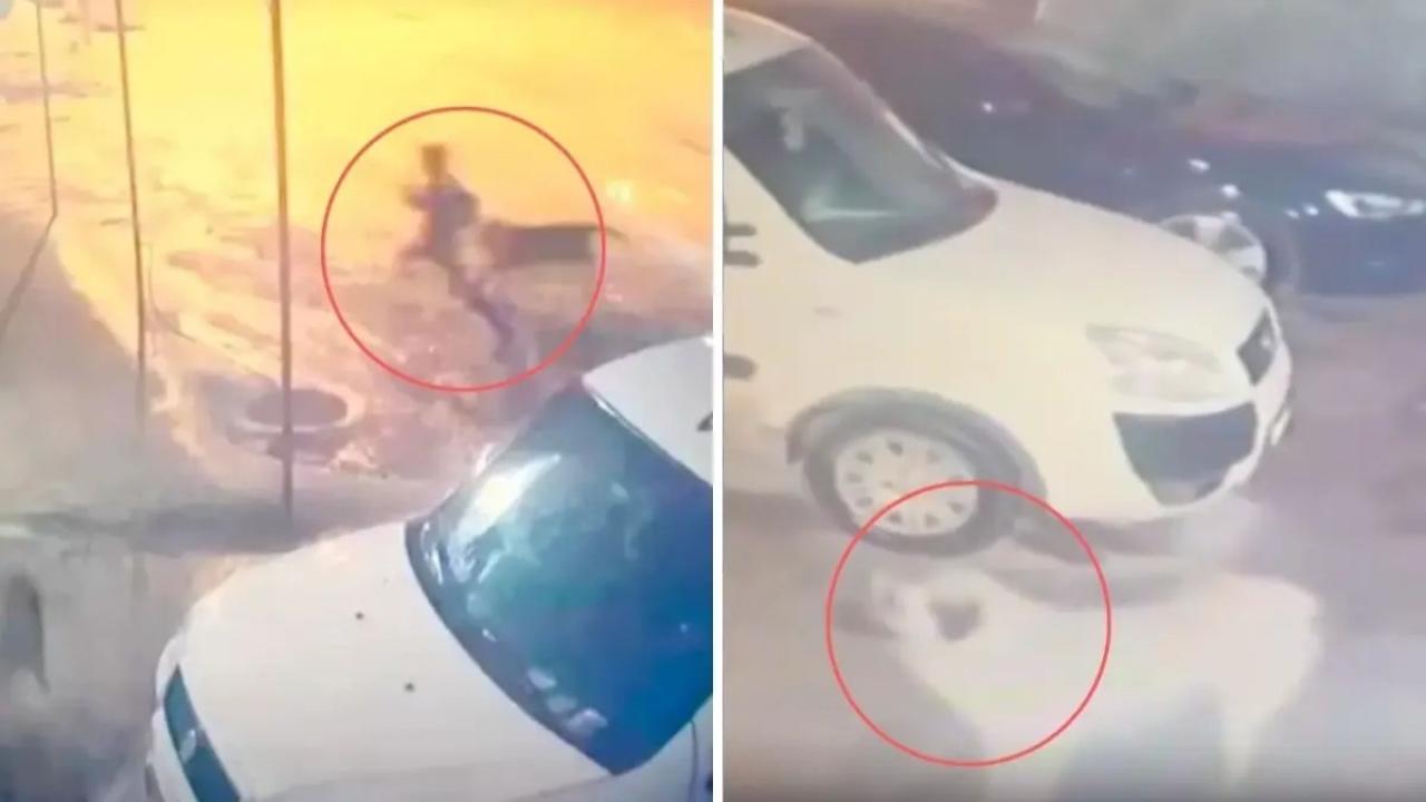 Sahipsiz köpek 10 yaşındaki çocuğa dehşeti yaşattı