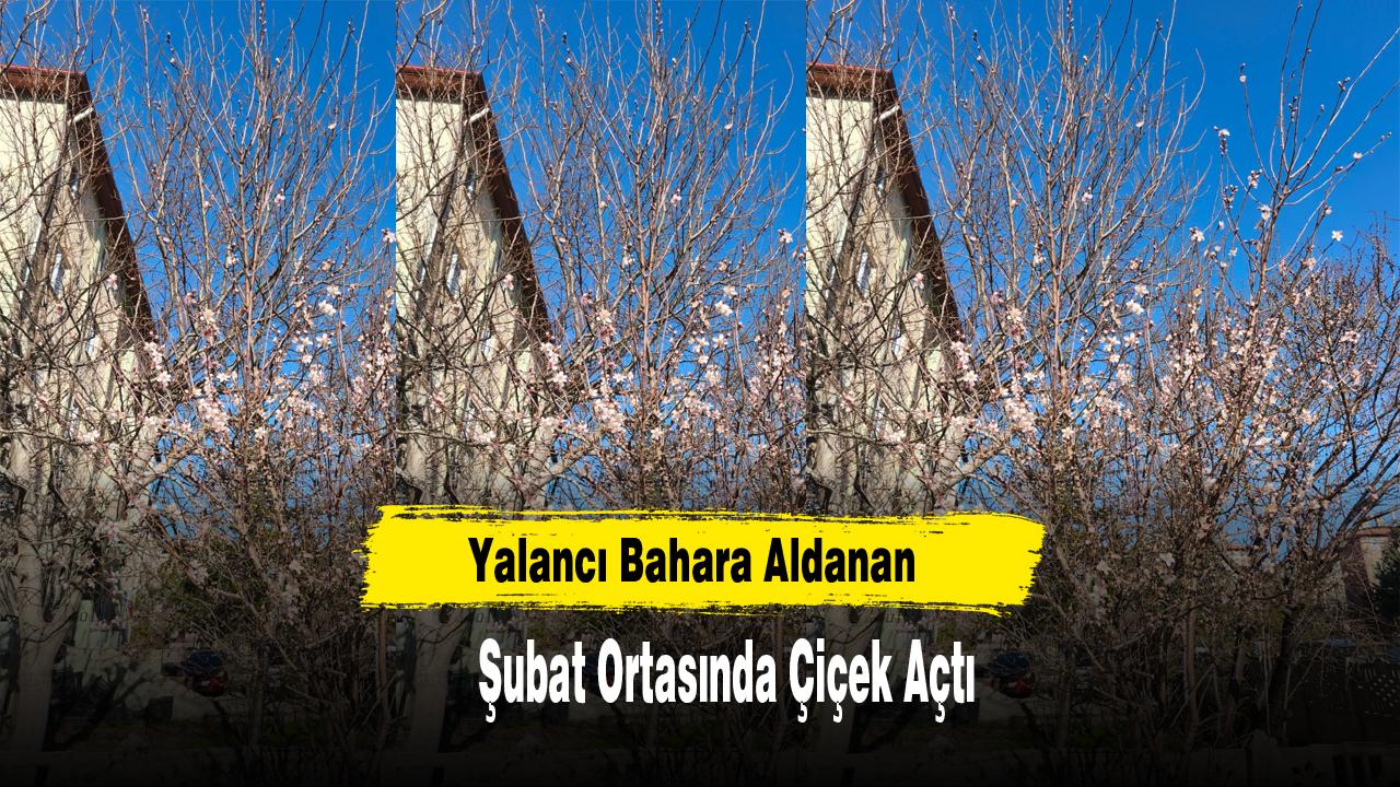 Yalancı Bahara Aldanan Ağaçlar Şubat Ortasında Çiçek Açtı