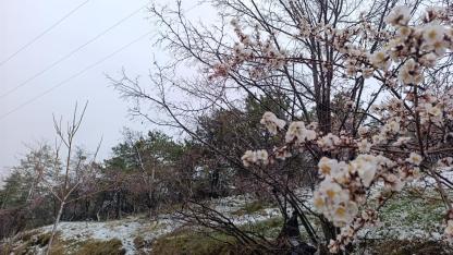 Afyon’da Bahar Bir Gecede Kışa Döndü! Afyon Sabah Beyaza Uyandı!