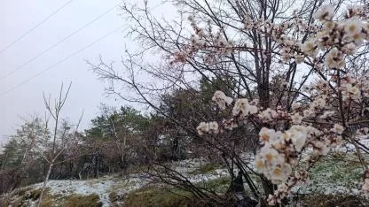 Afyon’da Bahar Bir Gecede Kışa Döndü! Afyon Sabah Beyaza Uyandı!
