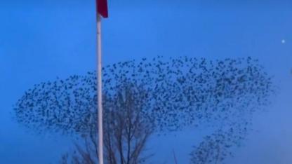 Afyon’da Eşsiz Görüntü! Yüzlerce Kuş Türk Bayrağı Etrafında Uçtu