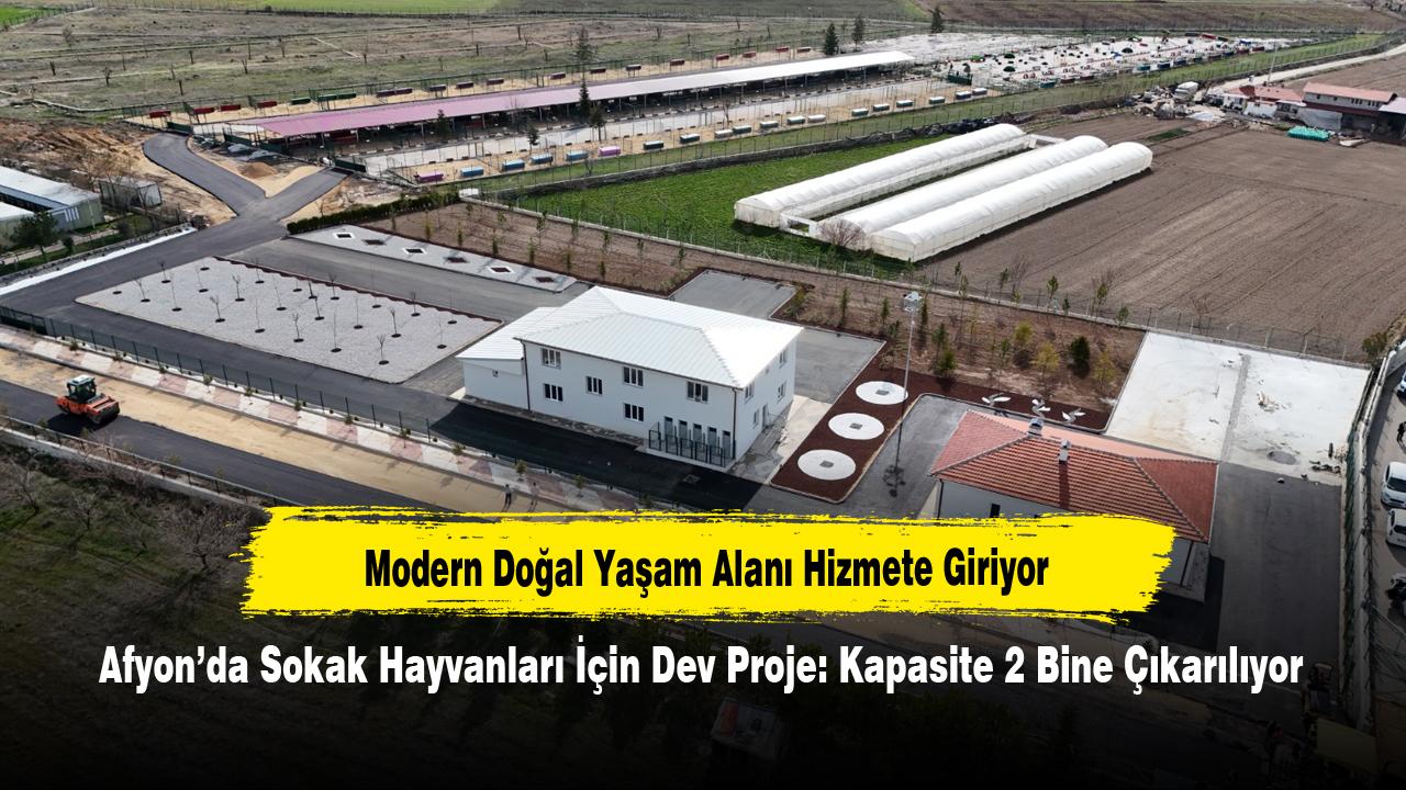 Afyon’da Sokak Hayvanları İçin Dev Proje: Kapasite 2 Bine Çıkarılıyor