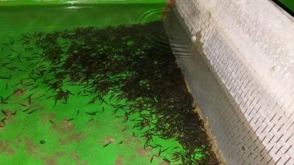 Afyonkarahisar’da Su Ürünleri Tesislerine Sıkı Denetim