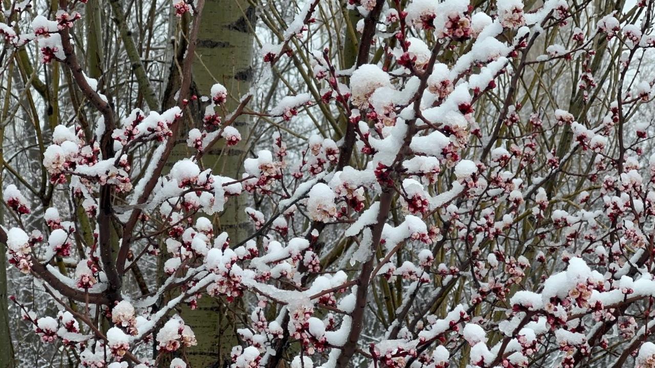 Bahar Açtı, Kar Vurdu! Çiçeklere Kar Sürprizi