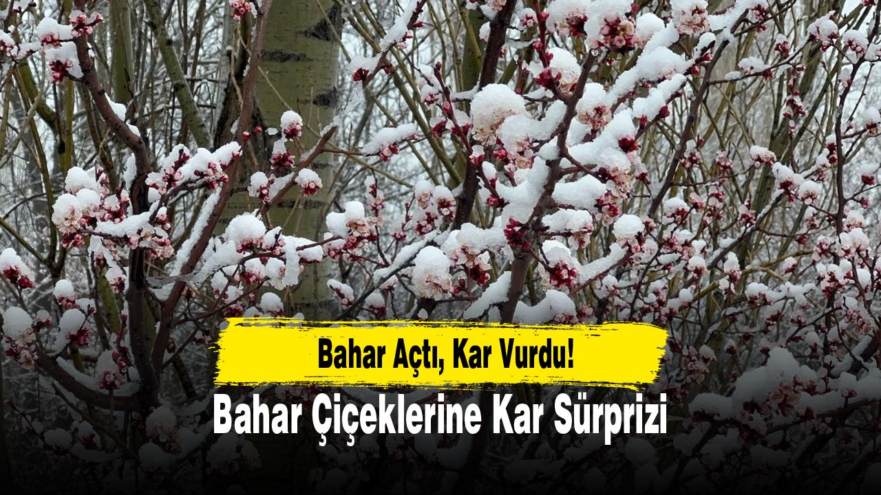 Bahar Açtı, Kar Vurdu!  Çiçeklere Kar Sürprizi