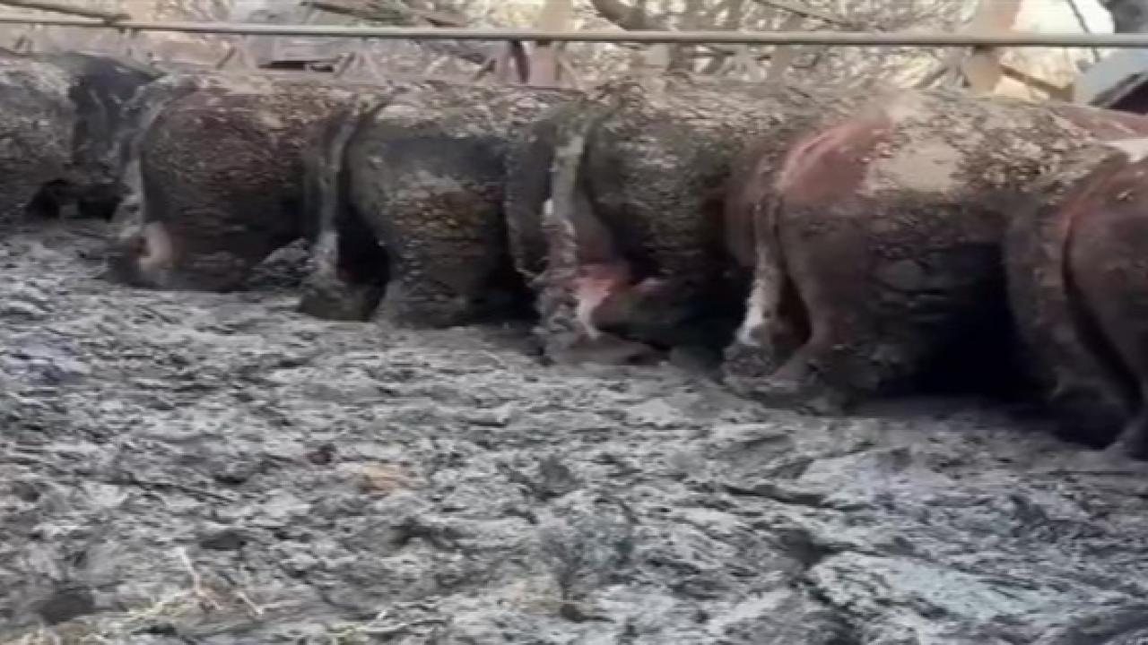 Balçık İçindeki Hayvan Görüntülerine İnceleme: Bakanlık Ekipleri Harekete Geçti