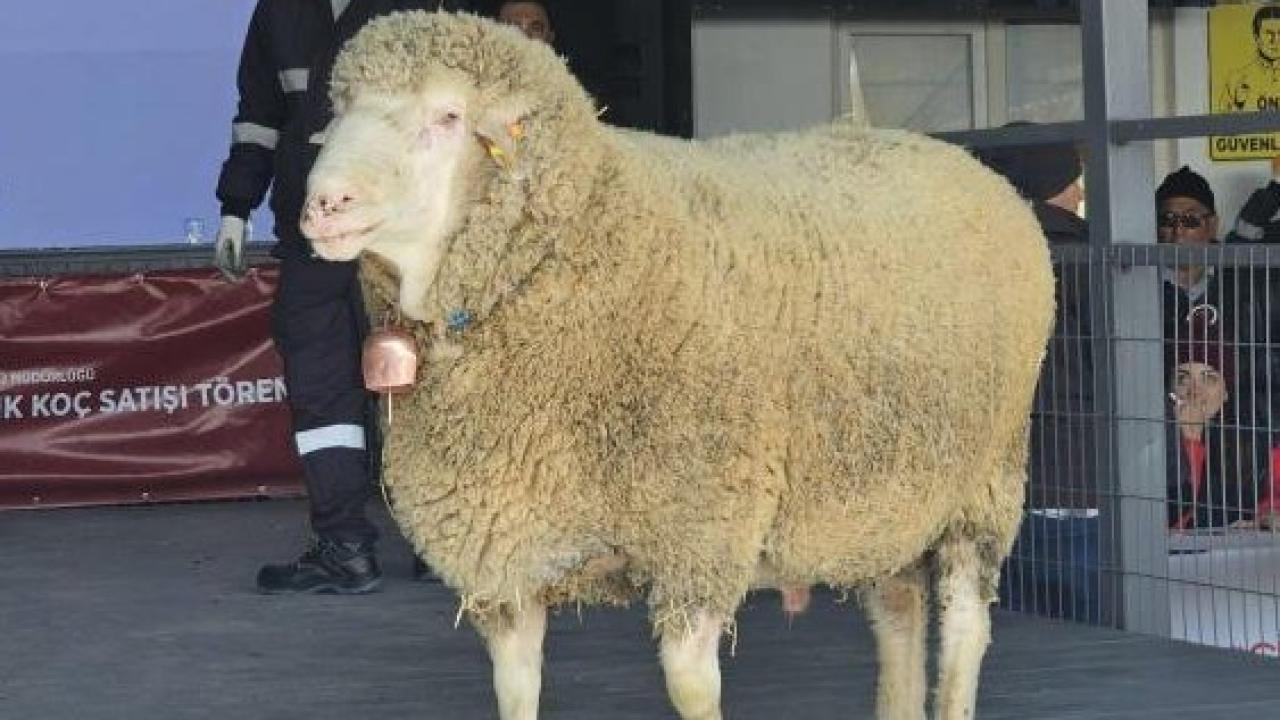 Bu Koç Servet Değerinde! 1 Milyon 110 Bin TL’lik Koç İçin Türkiye Sıraya Girdi