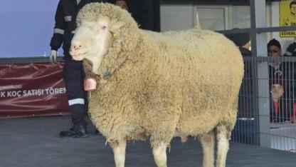 Bu Koç Servet Değerinde! 1 Milyon 110 Bin TL’lik Koç İçin Türkiye Sıraya Girdi