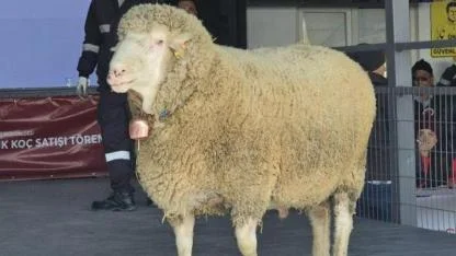 Bu Koç Servet Değerinde! 1 Milyon 110 Bin TL’lik Koç İçin Türkiye Sıraya Girdi
