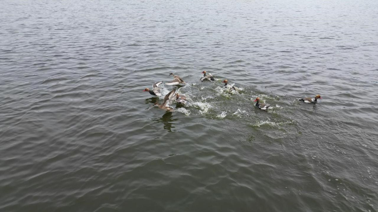 Eber Gölü Yeniden Canlanıyor! Su Seviyesi Yükseldi, Kuşlar Geri Döndü