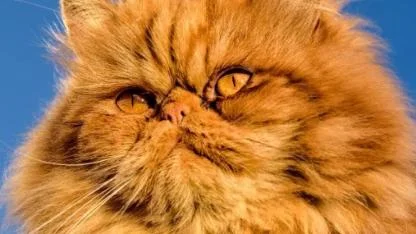 İran kedisinin özelliği nedir?