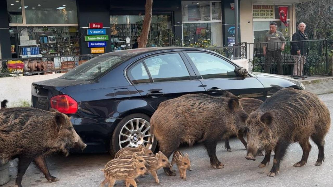 İzmir’de Yaban Domuzları Gündüz Vakti Sokaklarda Yiyecek Aradı