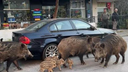 Yaban Domuzları Sokaklara İndi