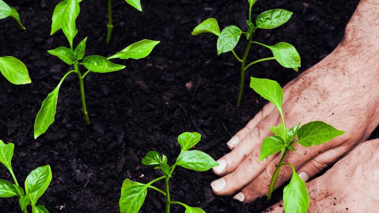 Kar eridikten hemen sonra ne ekilmeli: Soğuğa dayanıklı 7 bitki