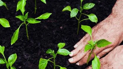 Kar eridikten hemen sonra ne ekilmeli: Soğuğa dayanıklı 7 bitki