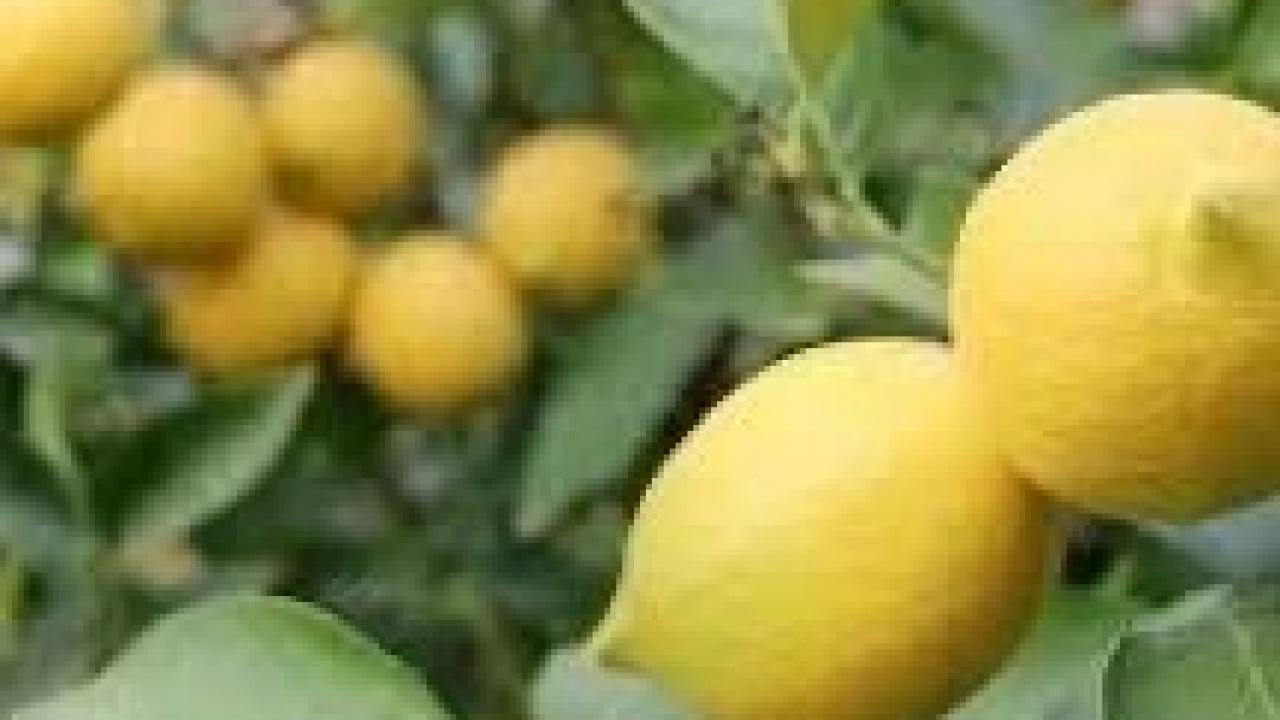 Limonda Gümrük Vergisi Düzenlemesi Geliyor