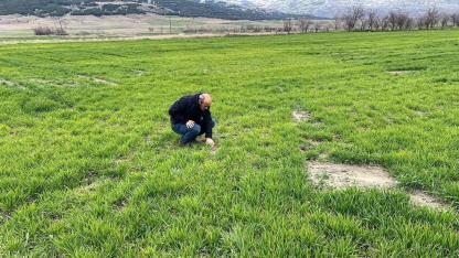 Afyonkarahisar’da Tarım Arazilerinde Sıkı Takip: Fenolojik Gözlem ve Zararlı Kontrolleri Sürüyor