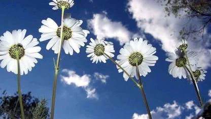 Son Cemre Toprağa Düştü: Baharın Habercisi Geldi