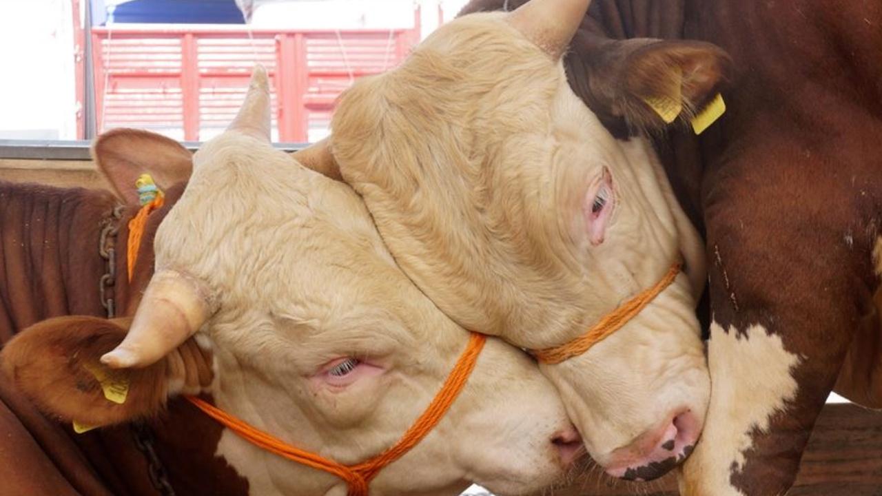 2026 Kurbanlık Fiyatları Küçükbaş Ve Büyükbaşta Güncel Rakamlar