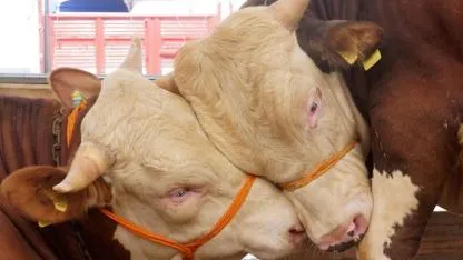 2026 Kurbanlık Fiyatları Küçükbaş Ve Büyükbaşta Güncel Rakamlar