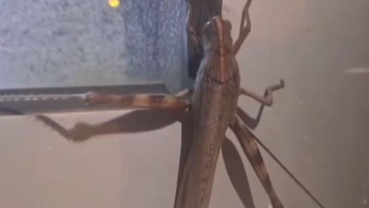 25 Santimetrelik Etçil Çekirge Şaşkına Çevirdi!