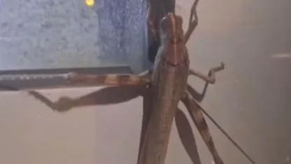 25 Santimetrelik Etçil Çekirge Şaşkına Çevirdi!