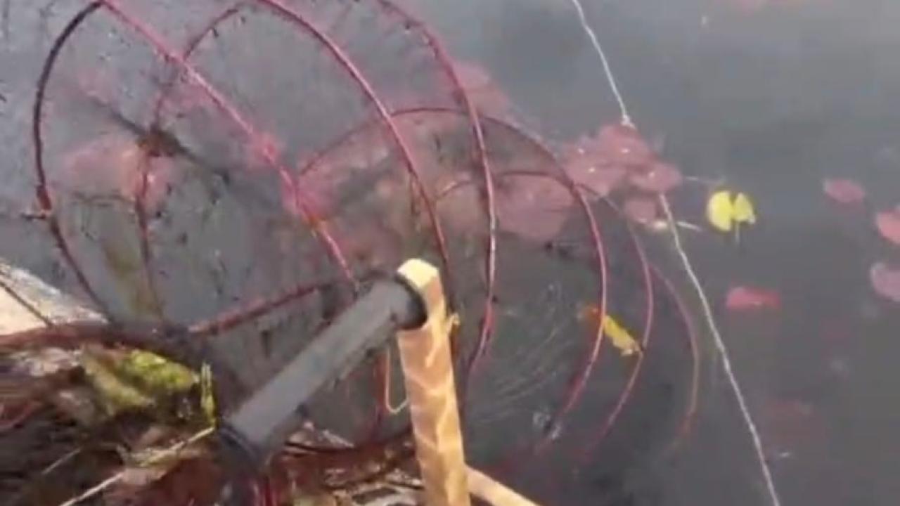 Afyon - Nilüfer Cenneti’nde Kaçak Avcılığa Dur Denildi!