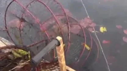 Afyon - Nilüfer Cenneti’nde Kaçak Avcılığa Dur Denildi!