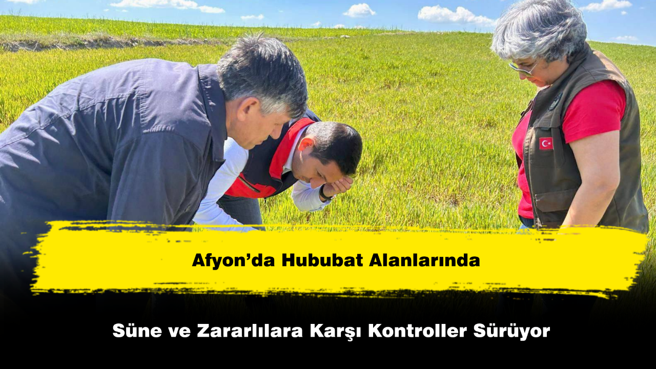 Afyon’da Hububat Alanlarında Süne ve Zararlılara Karşı Kontroller Sürüyor
