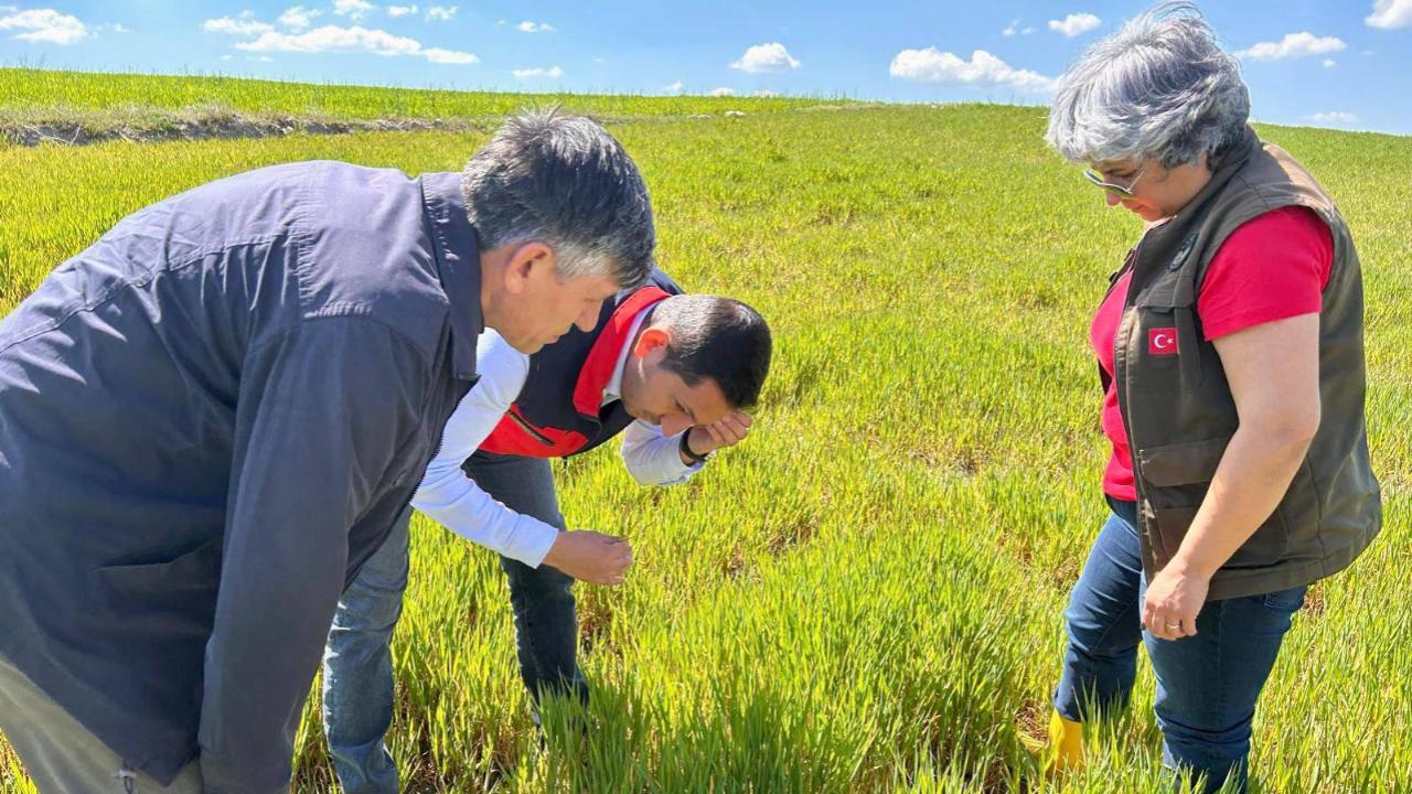 Afyon’da Hububat Alanlarında Süne ve Zararlılara Karşı Kontroller Sürüyor