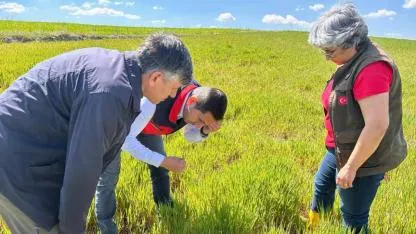 Afyon’da Hububat Alanlarında Süne ve Zararlılara Karşı Kontroller Sürüyor