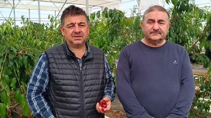 Afyonkarahisar'da Jeotermal Serada Kiraz Hasadı Yapıldı