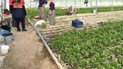 Afyonkarahisar’da Sera Üreticilerine Teknik Ziyaretler Devam Ediyor