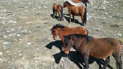 Afyonkarahisar’da Yılkı Atları Baharla Birlikte Yaylalardan İndi