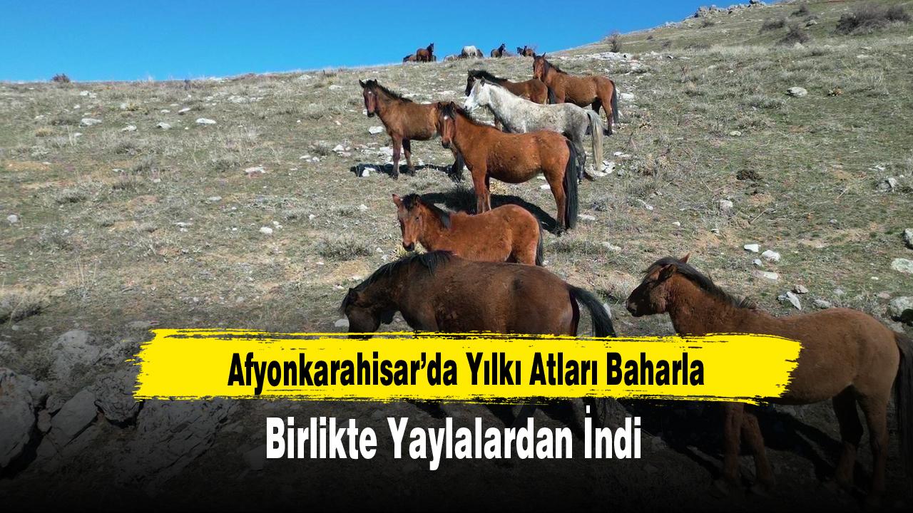 Afyonkarahisar’da Yılkı Atları Baharla Birlikte Yaylalardan İndi