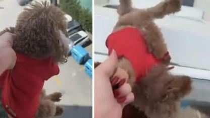 Başakşehir’de Tepki Çeken Görüntüler: Köpeği Pencereden Sarkıttı Ve Cama Vurdu!