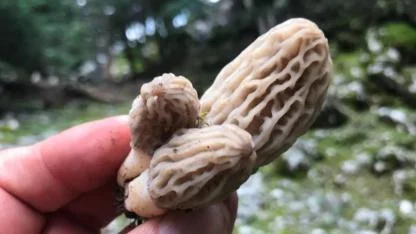 Dağlardan Toplanıyor, Kilosu 1.500 TL’ye Kapış Kapış Satılıyor!