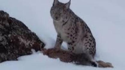Doğanın Gizemli Avcısı Köyde Görüntülendi!