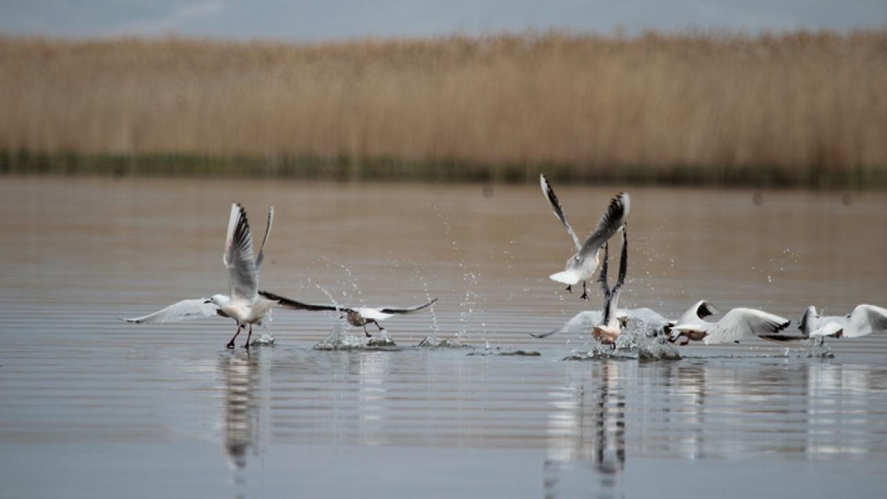 Eber Gölü’ndeki Su Artışı Yüzleri Güldürdü