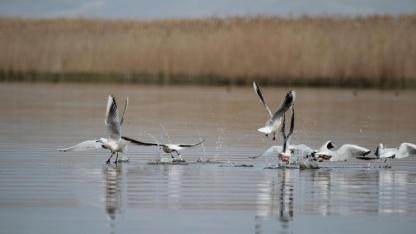 Eber Gölü’ndeki Su Artışı Yüzleri Güldürdü