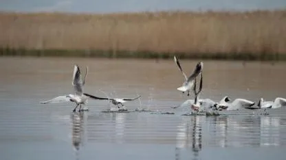 Eber Gölü’ndeki Su Artışı Yüzleri Güldürdü