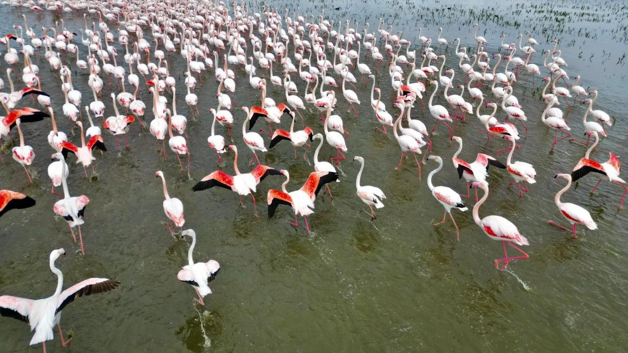 Flamingolar Eber Gölü'nde Görsel Şölen Oluşturdu